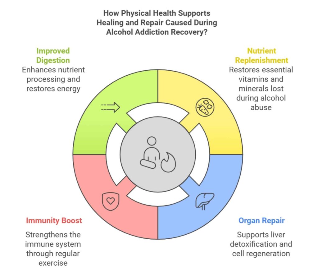 Infographic showing how physical health supports healing during alcohol addiction recovery: improving digestion, replenishing nutrients, boosting immunity, and supporting organ repair, particularly liver detox.